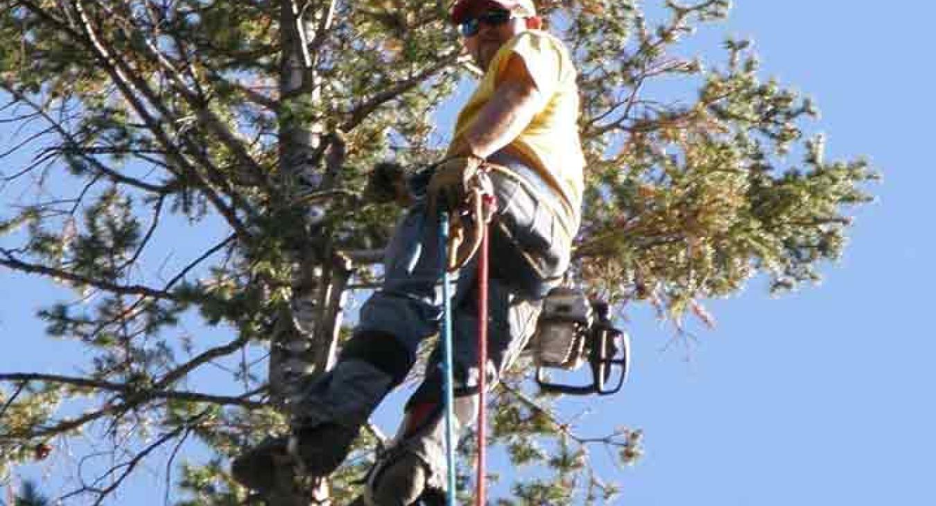 Raven's Tree Service