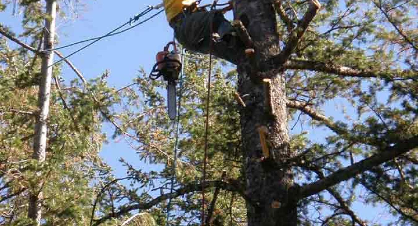Raven's Tree Service