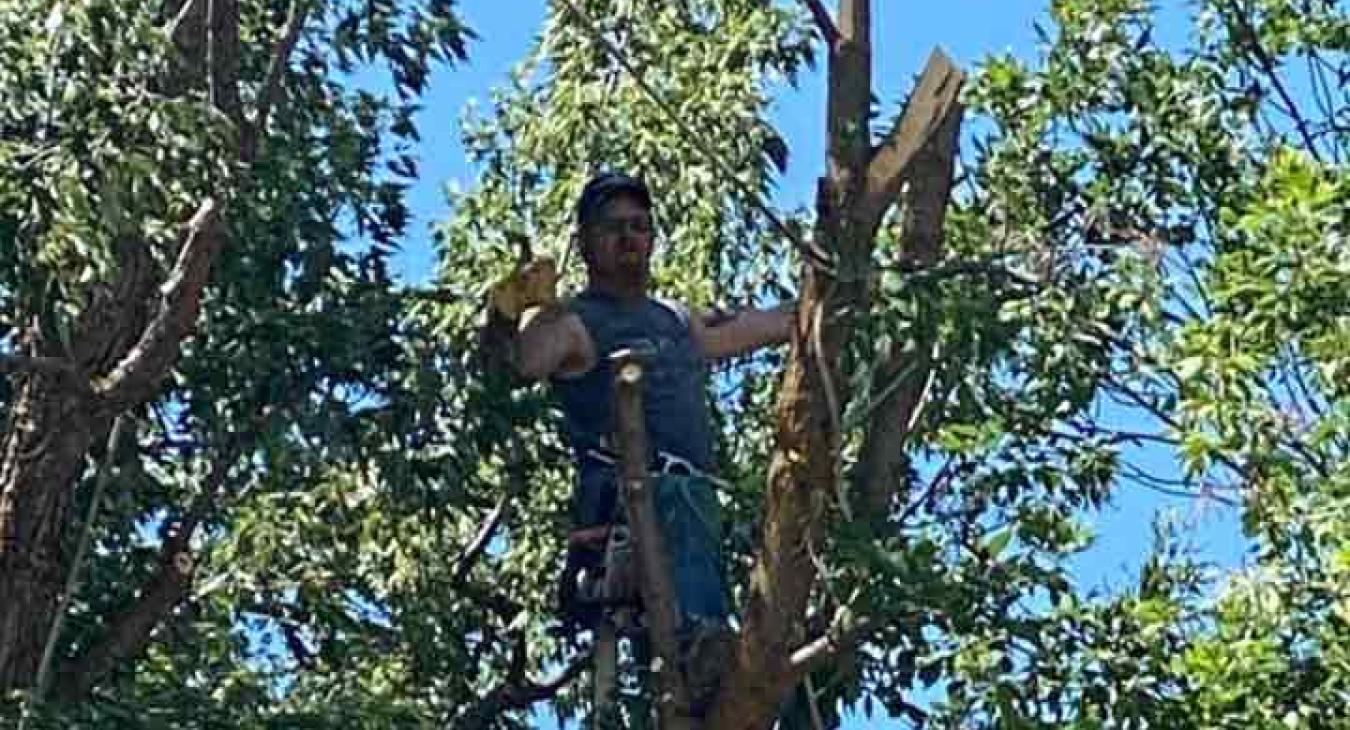Idaho and Wyoming Tree Services | Raven's Tree Services