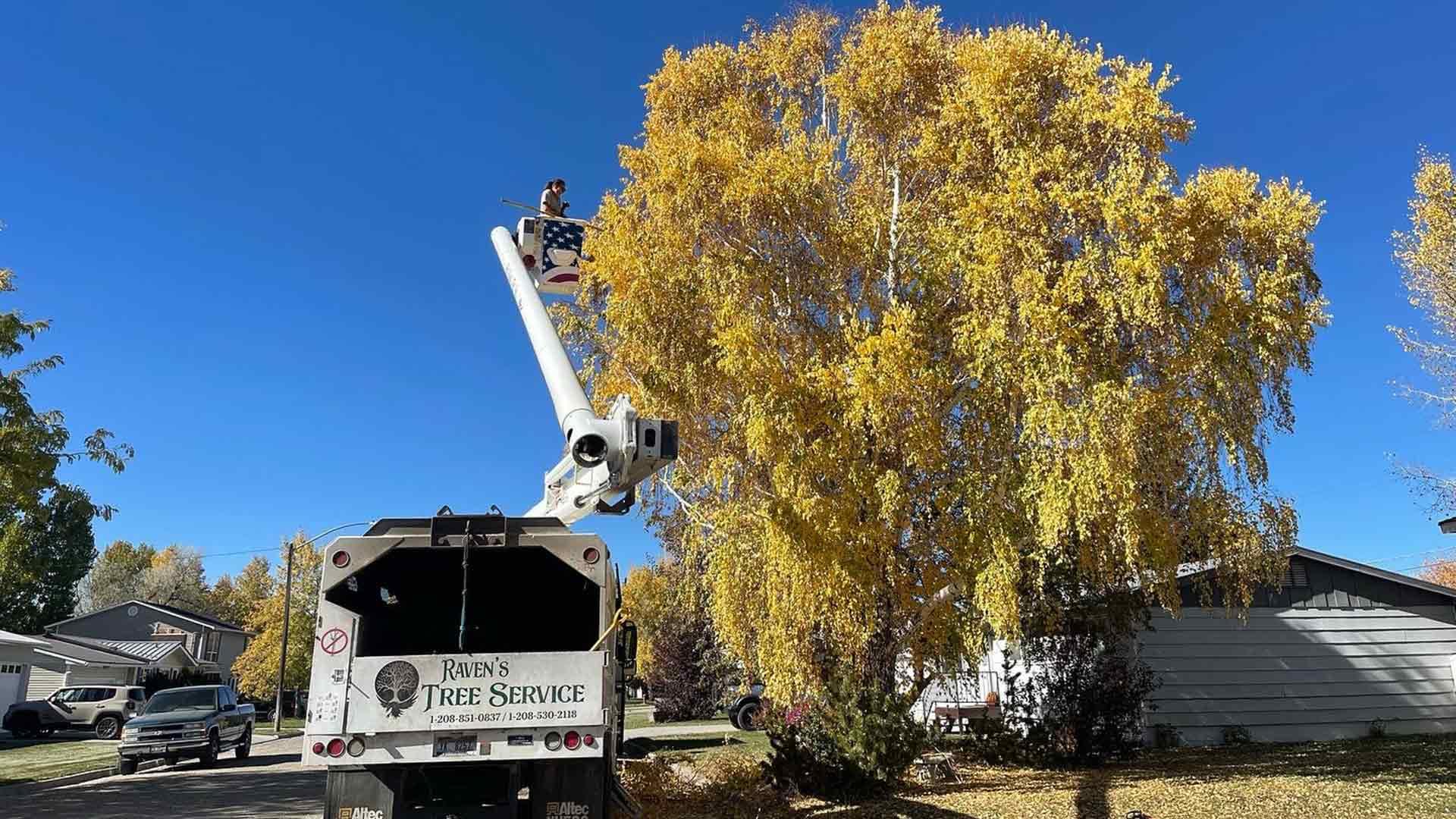 Tree Maintenance